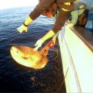 Mola with SPOT-13 tag being released from the Tunipex boat.